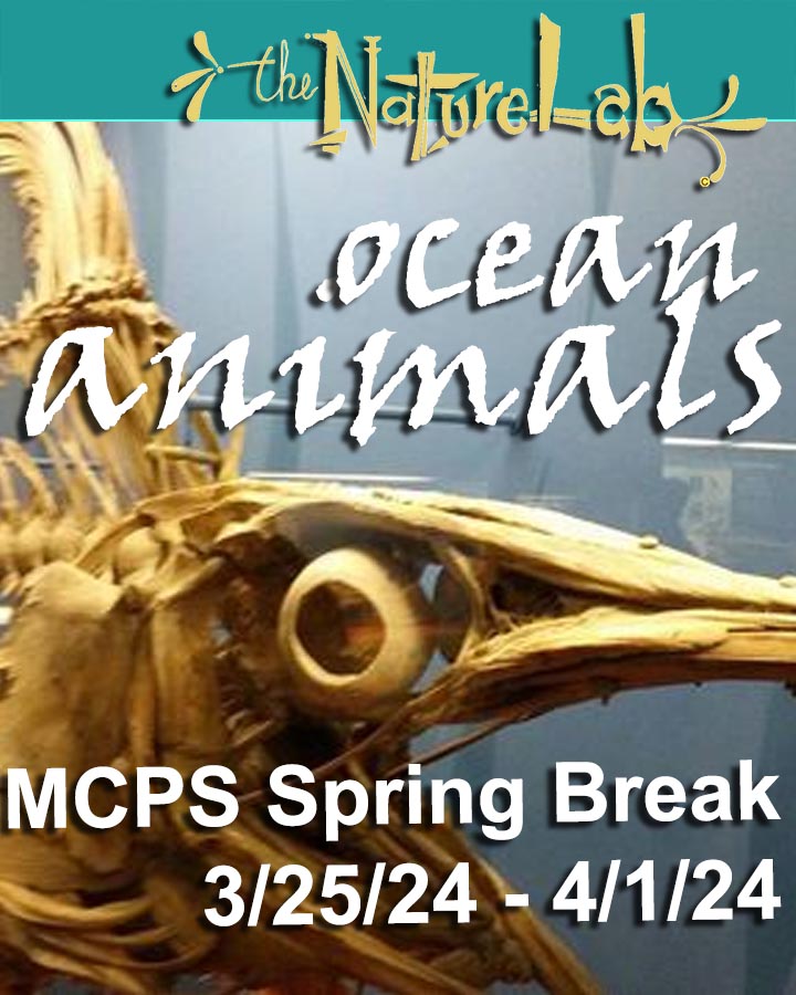 MCPS 2024 Spring Break OCEAN ANIMALS the NatureLab