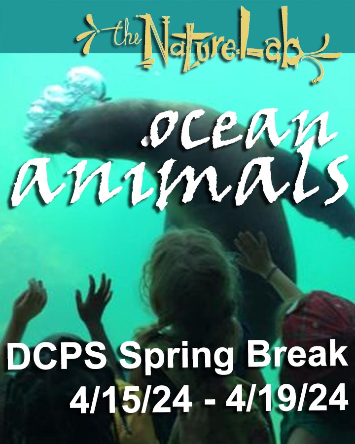 DCPS 2025 Spring Break OCEAN ANIMALS the NatureLab